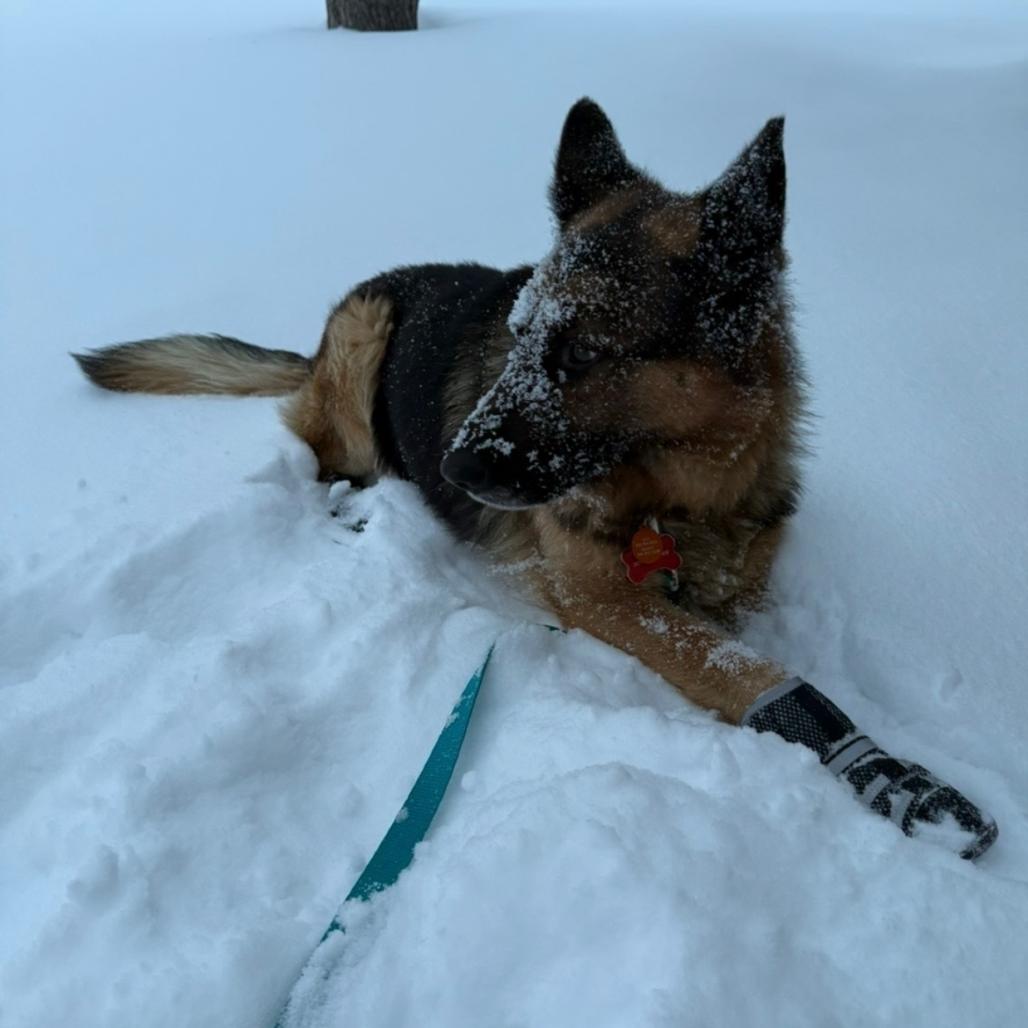 Enlarge Bear (aka Handsome), a Adoptable Mixed Breed in Bismarck, ND image 1/5