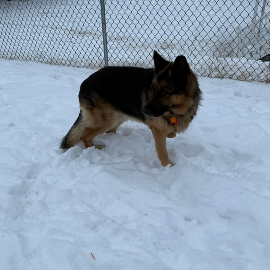 Enlarge Bear (aka Handsome), a Adoptable Mixed Breed in Bismarck, ND image 2/5