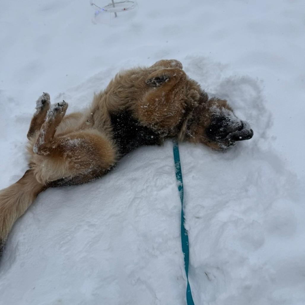 Enlarge Bear (aka Handsome), a Adoptable Mixed Breed in Bismarck, ND image 3/5
