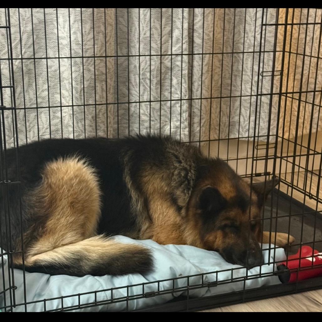 Enlarge Bear (aka Handsome), a Adoptable Mixed Breed in Bismarck, ND image 4/5