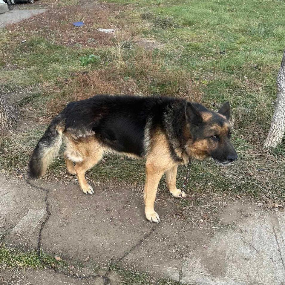 Enlarge Bear (aka Handsome), a Adoptable Mixed Breed in Bismarck, ND image 5/5