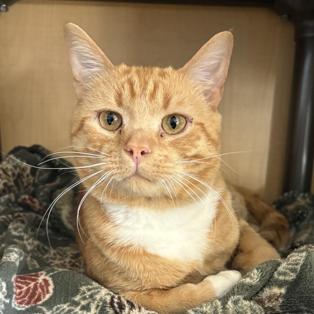 Whiskey, Adoptable, Young Male Domestic Short Hair.