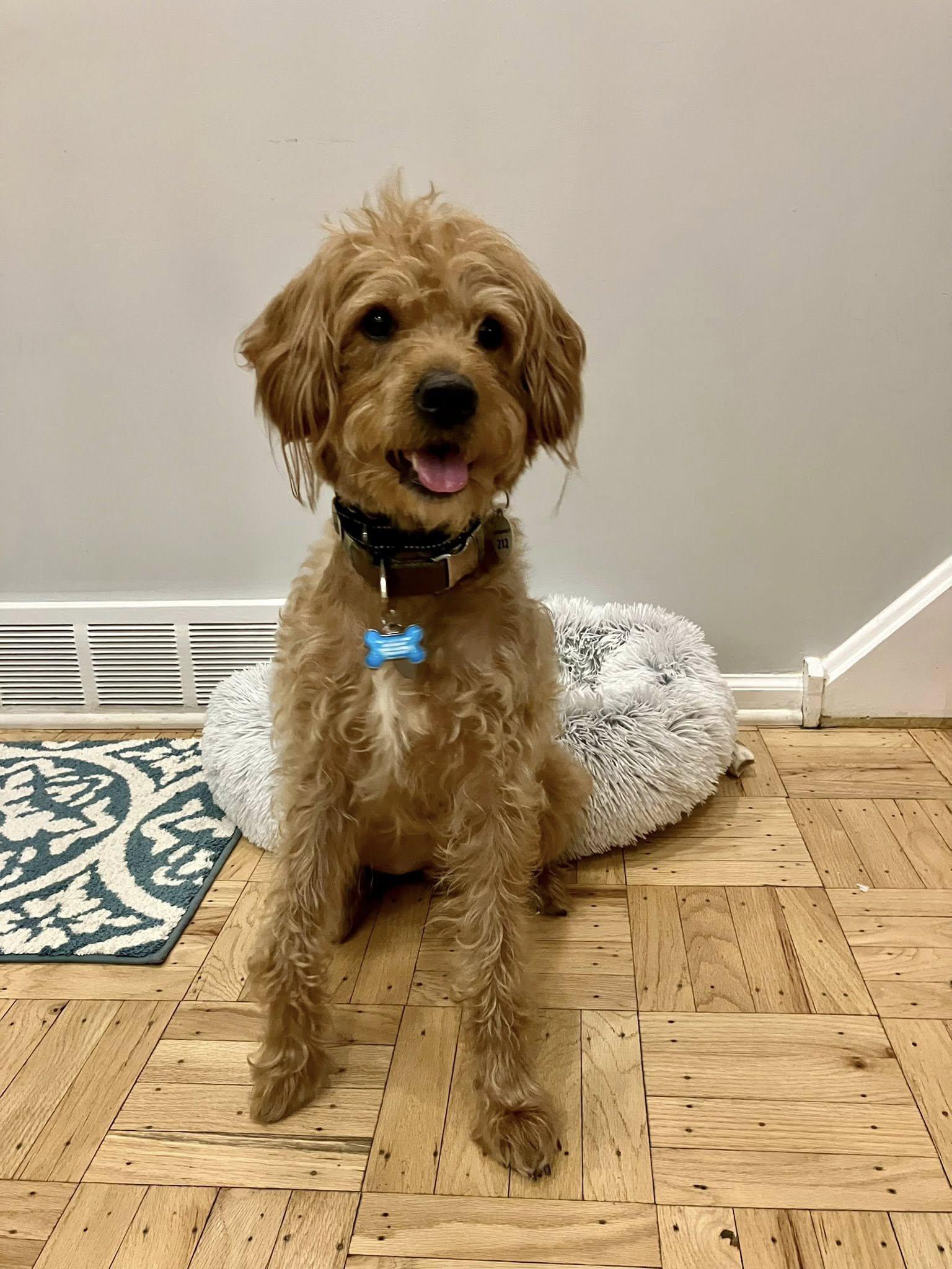 Enlarge Sven, an adopted mixed breed in Warrington, PA image 1/5