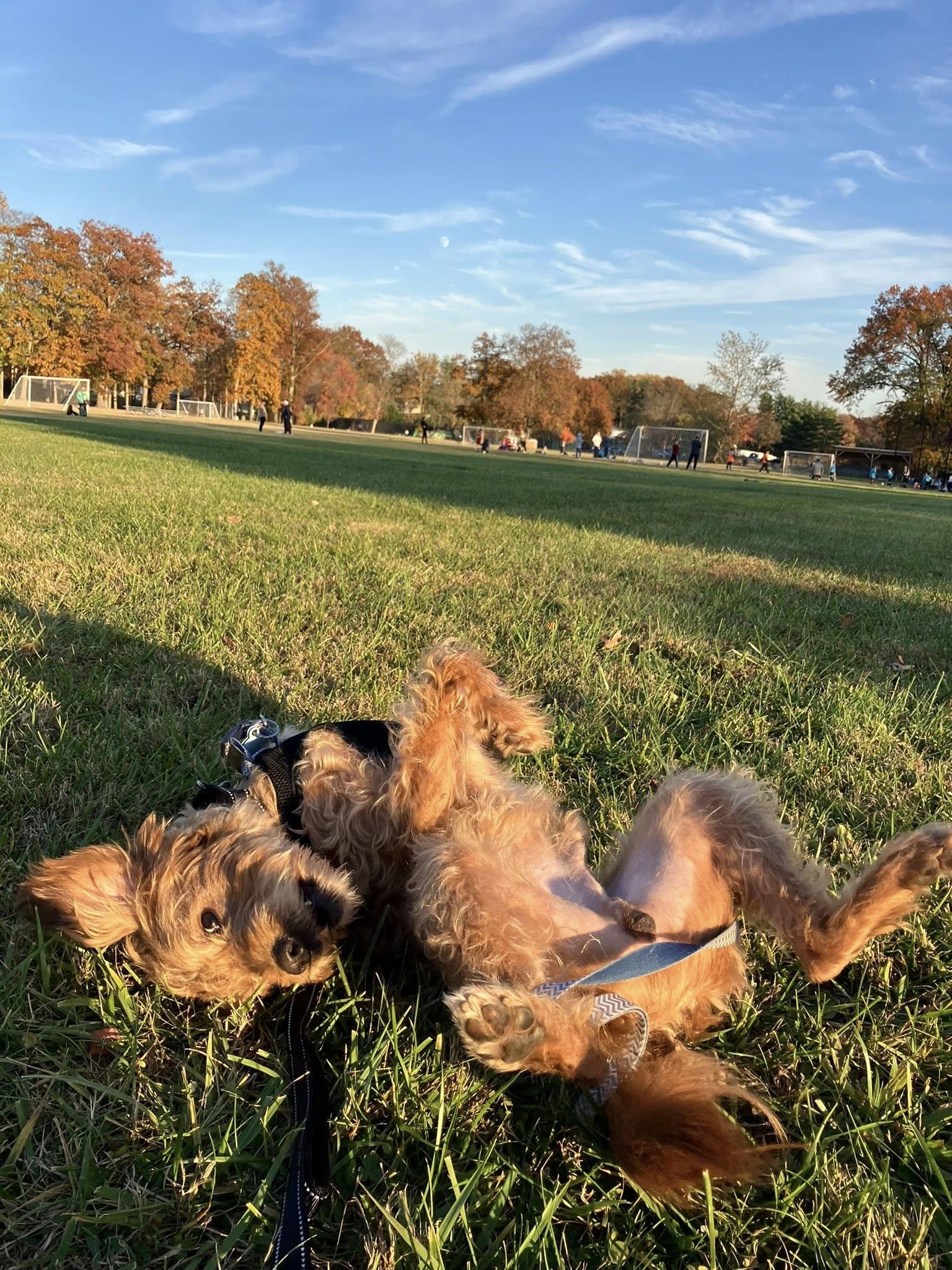 Enlarge Sven, an adopted mixed breed in Warrington, PA image 4/5