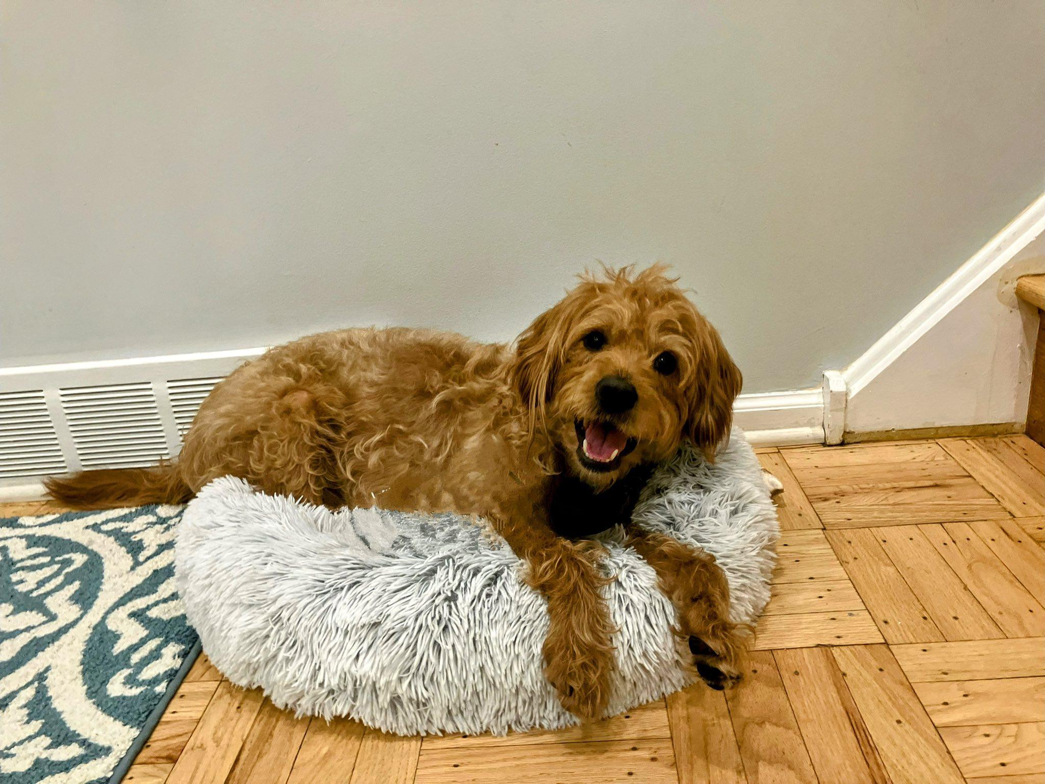 Enlarge Sven, an adopted mixed breed in Warrington, PA image 2/5