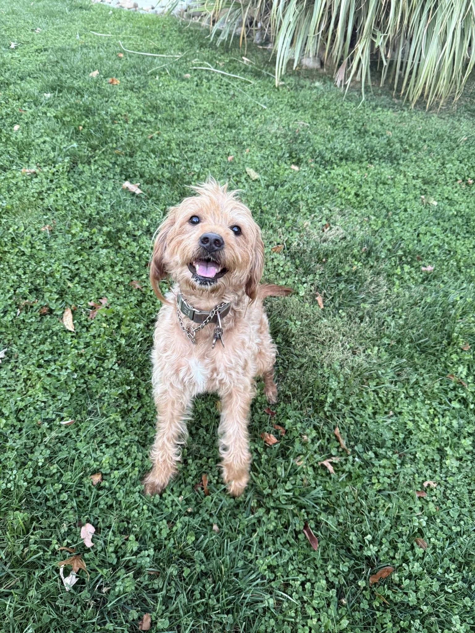 Enlarge Sven, an adopted mixed breed in Warrington, PA image 3/5