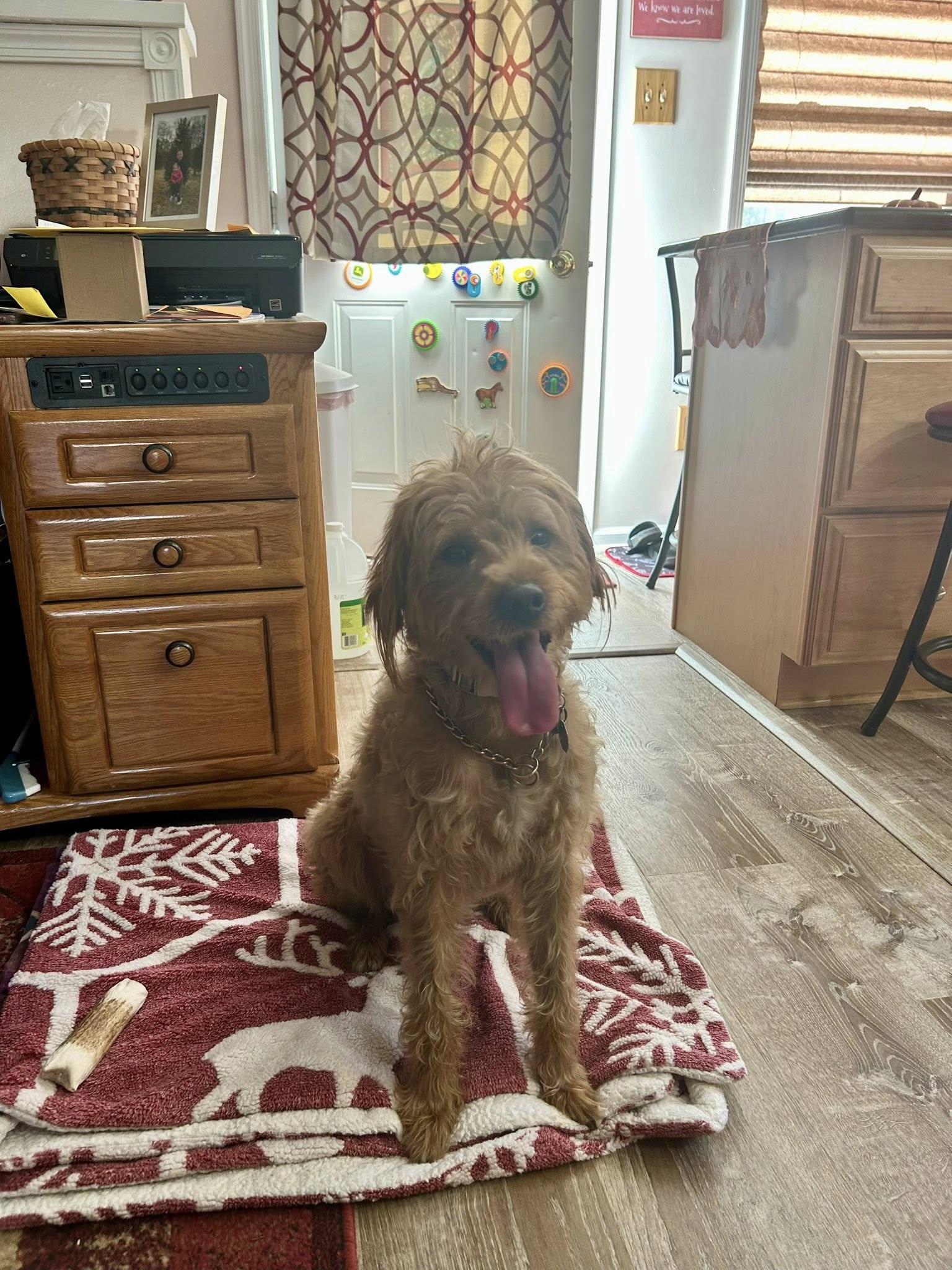 Enlarge Sven, an adopted mixed breed in Warrington, PA image 5/5