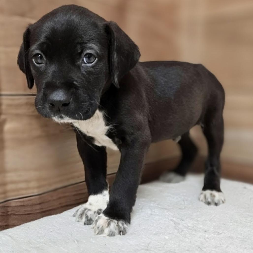 Peter, Adoptable, Puppy Male Labrador Retriever & German Shorthaired Pointer.