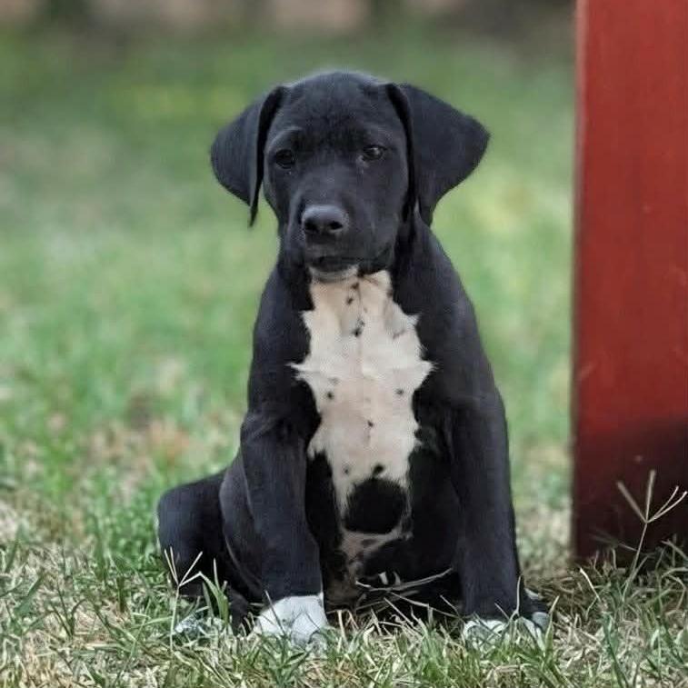 Enlarge Peter, a Adoptable mixed breed in Griswold, CT image 2/2