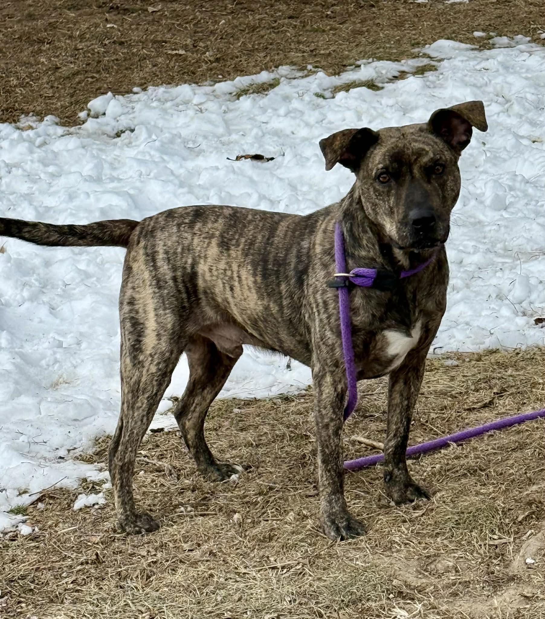 Enlarge Streak, a ADOPTABLE mixed breed in Springfield, IL image 3/4