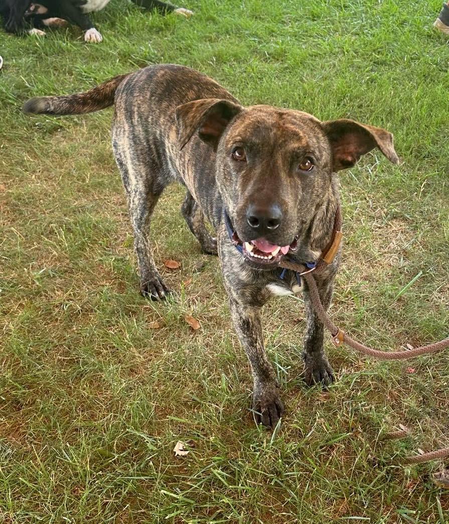 Enlarge Streak, a ADOPTABLE mixed breed in Springfield, IL image 4/4