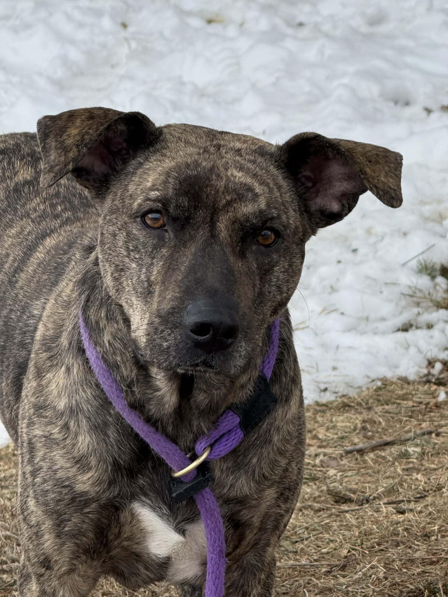 Enlarge Streak, a ADOPTABLE mixed breed in Springfield, IL image 1/4