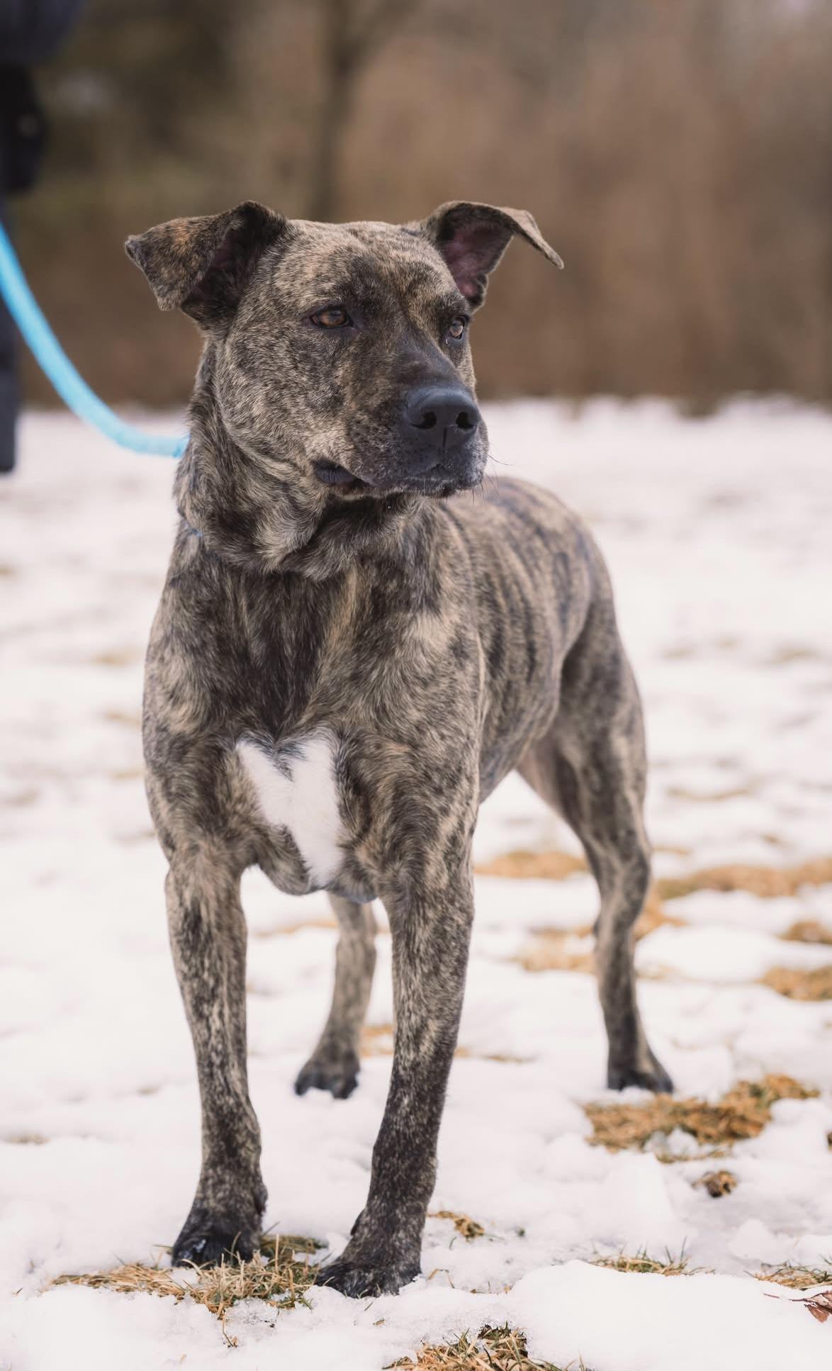 Enlarge Streak, a ADOPTABLE mixed breed in Springfield, IL image 2/4