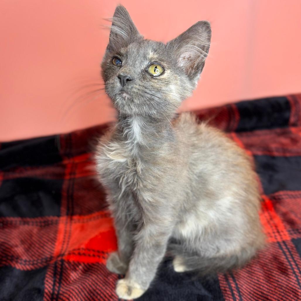 Tofu, a Adoptable Domestic Medium Hair in San Antonio, TX image 1/6