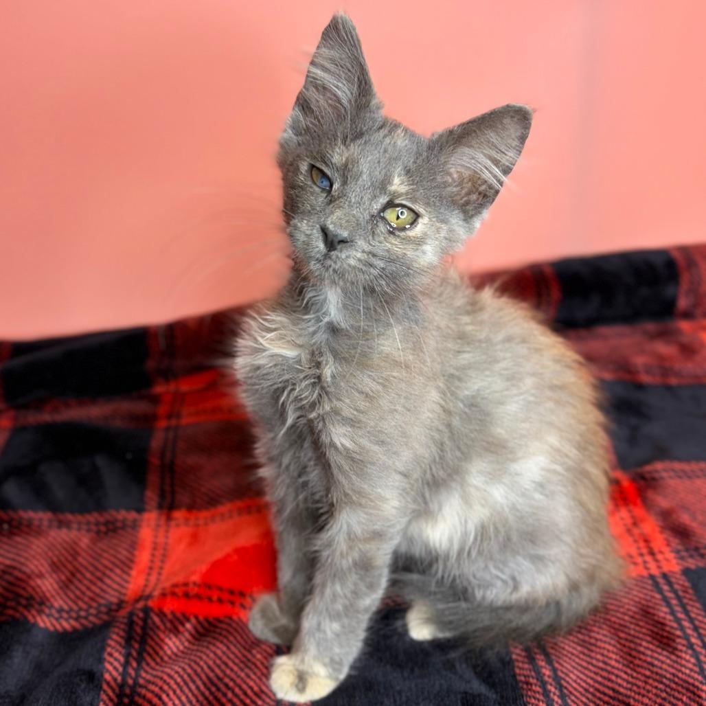 Tofu, a Adoptable Domestic Medium Hair in San Antonio, TX image 2/6