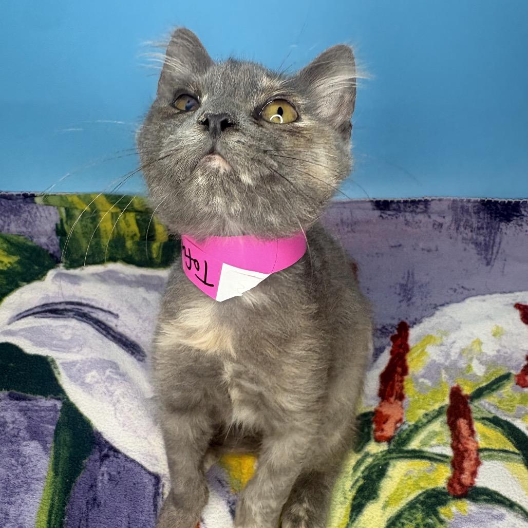 Tofu, a Adoptable Domestic Medium Hair in San Antonio, TX image 3/6