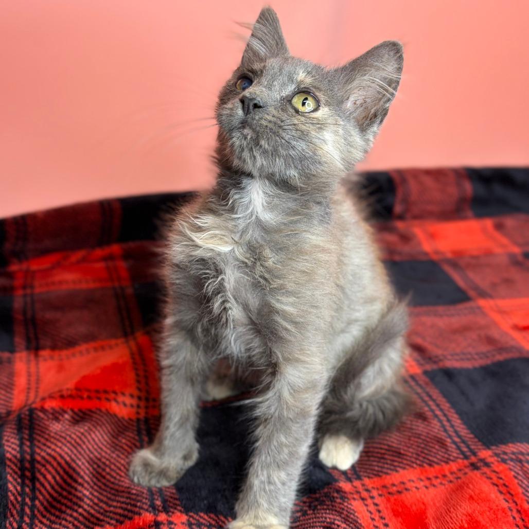 Tofu, a Adoptable Domestic Medium Hair in San Antonio, TX image 4/6