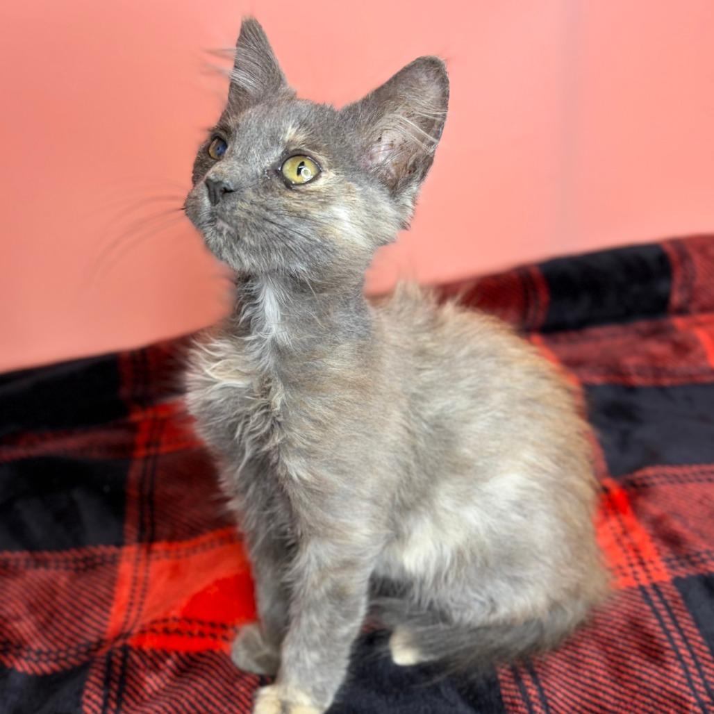 Tofu, a Adoptable Domestic Medium Hair in San Antonio, TX image 5/6
