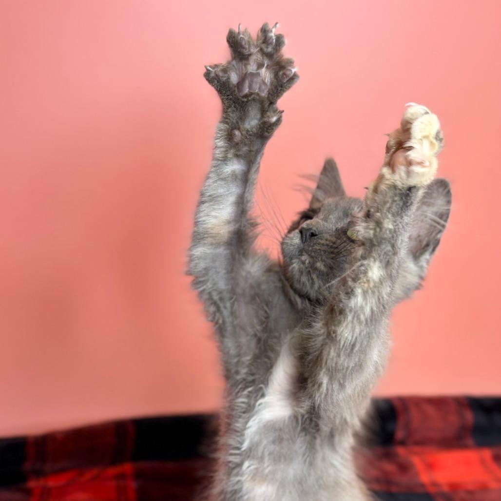Tofu, a Adoptable Domestic Medium Hair in San Antonio, TX image 6/6