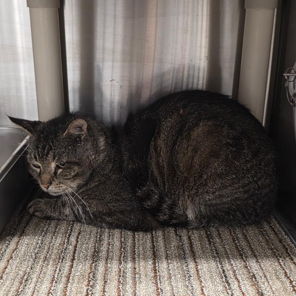 Carls Jr, a Adoptable Domestic Short Hair in Sand Springs, OK image 1/4
