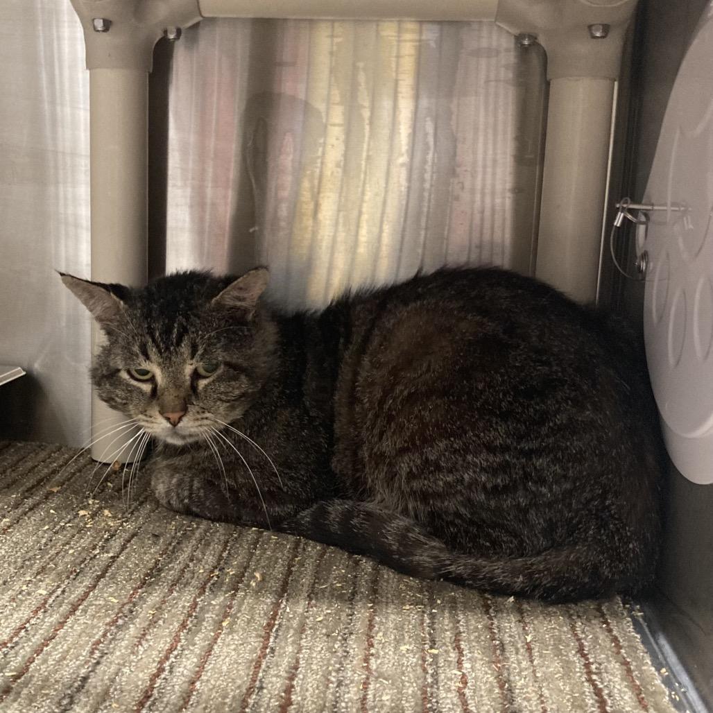 Carls Jr, a Adoptable Domestic Short Hair in Sand Springs, OK image 2/4