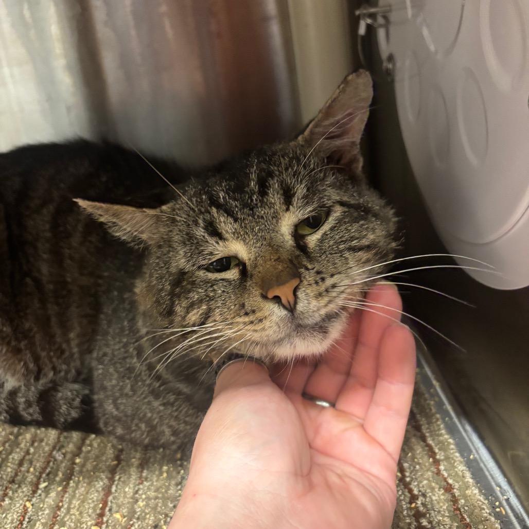 Carls Jr, a Adoptable Domestic Short Hair in Sand Springs, OK image 3/4