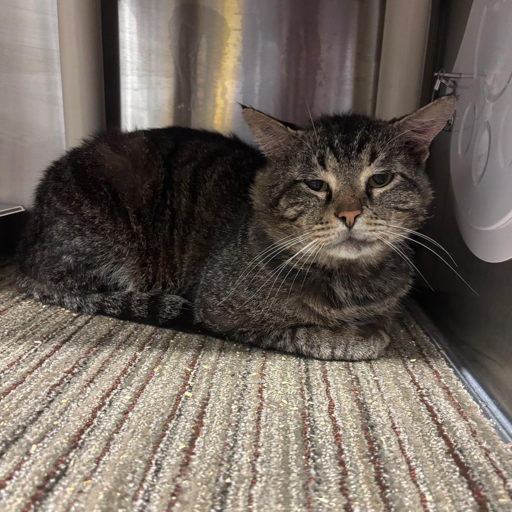 Carls Jr, a Adoptable Domestic Short Hair in Sand Springs, OK image 4/4