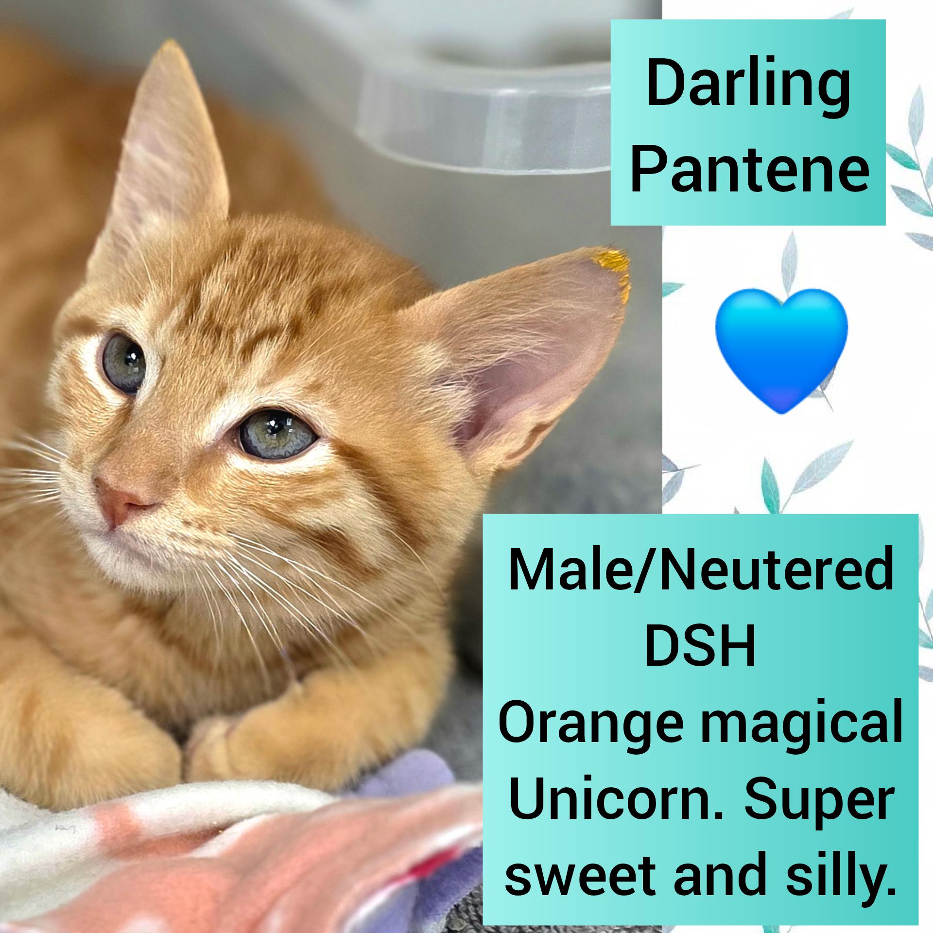 Enlarge Pantene, a Adoptable Domestic Short Hair in Beaverton, OR image 1/1