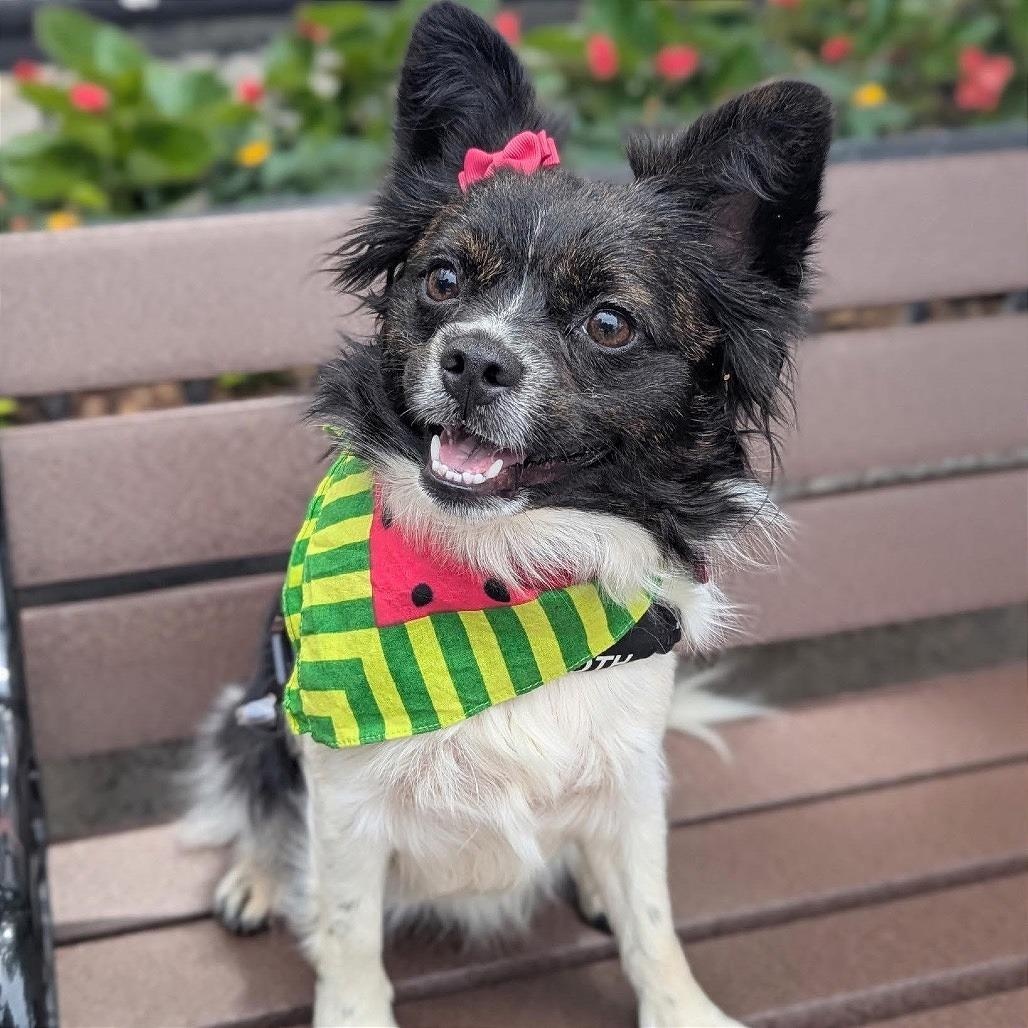 Jam Jam, adopted, Adult Female Pomeranian.