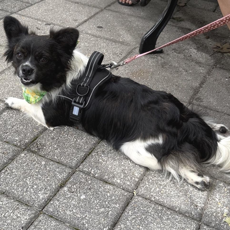 Enlarge Jam Jam, an adopted Pomeranian in Helena, AL image 4/5