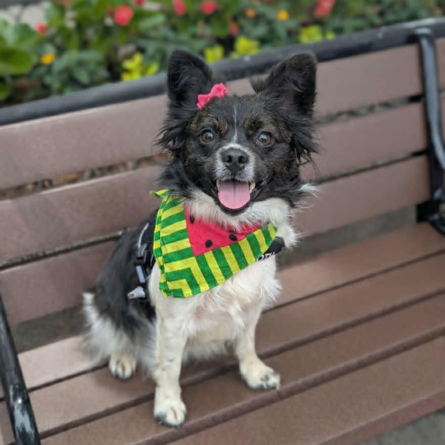 Enlarge Jam Jam, an adopted Pomeranian in Helena, AL image 2/5