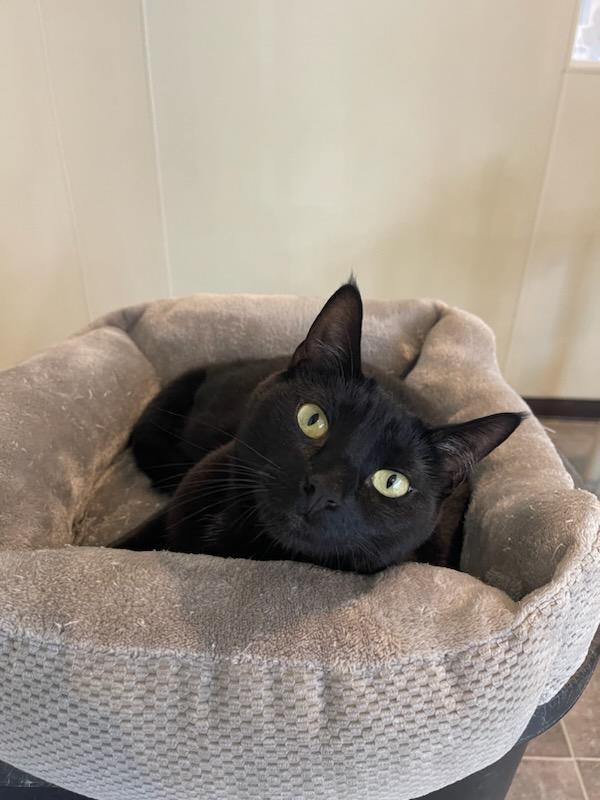 Bastet, Adoptable, Adult Female Domestic Short Hair.