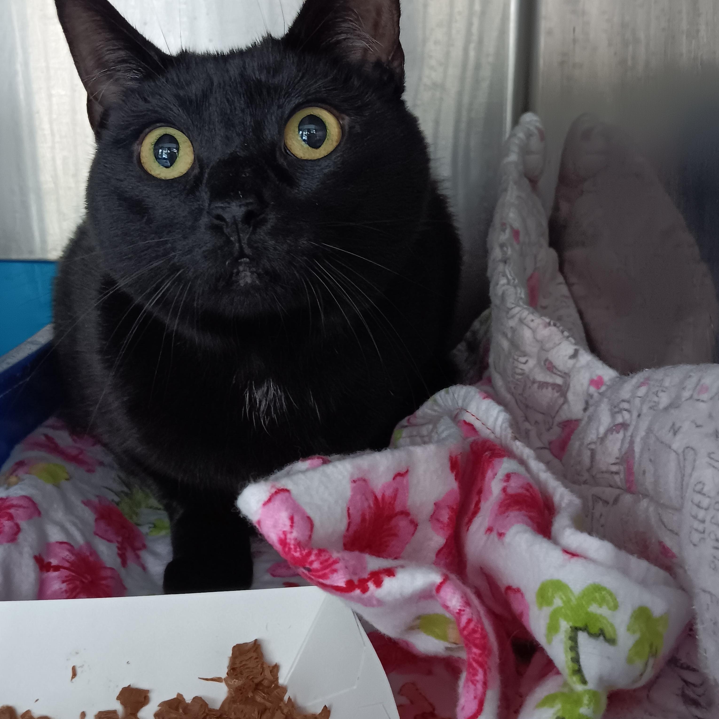 Enlarge Bastet, a Adoptable Domestic Short Hair in Winthrop, ME image 1/1