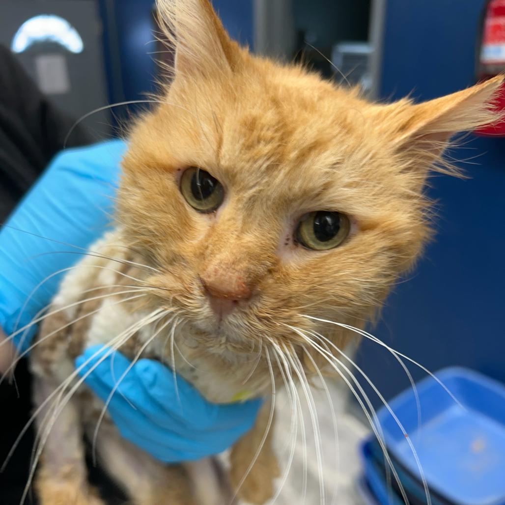 Enlarge Leo, a Adoptable Domestic Medium Hair in Oak Hill, WV image 1/1