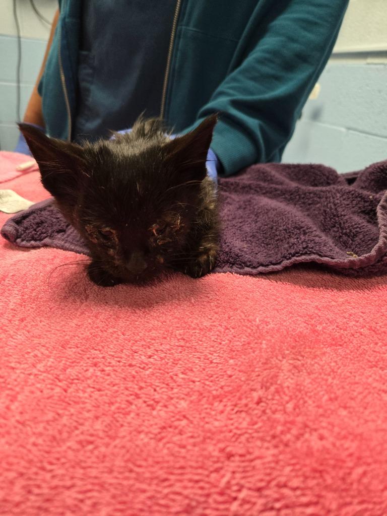 Enlarge Snowball, a Adoptable mixed breed in Detroit, MI image 1/1