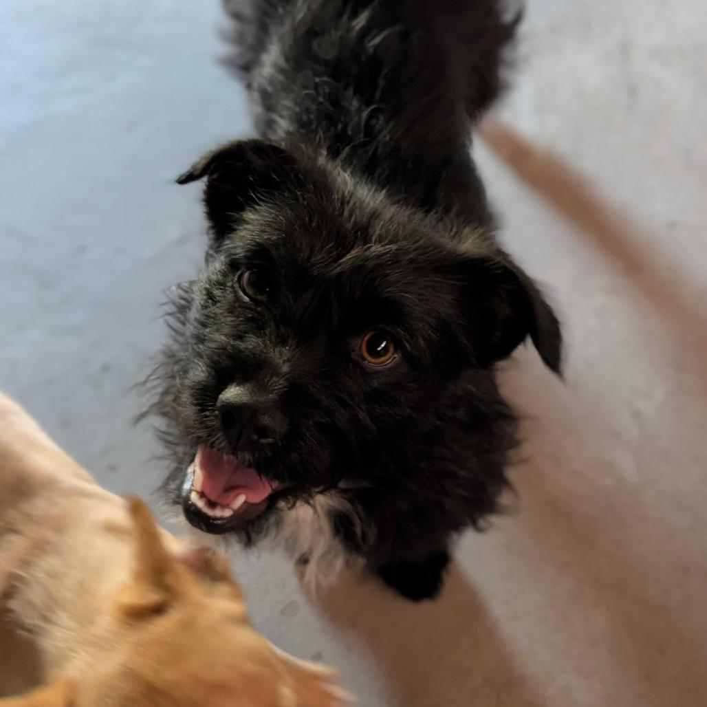 Curly, Adoptable, Young Female Shih Tzu & Mixed Breed.