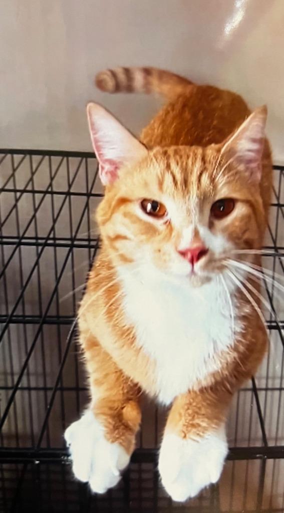 Cain, Adoptable, Young Male Domestic Short Hair.