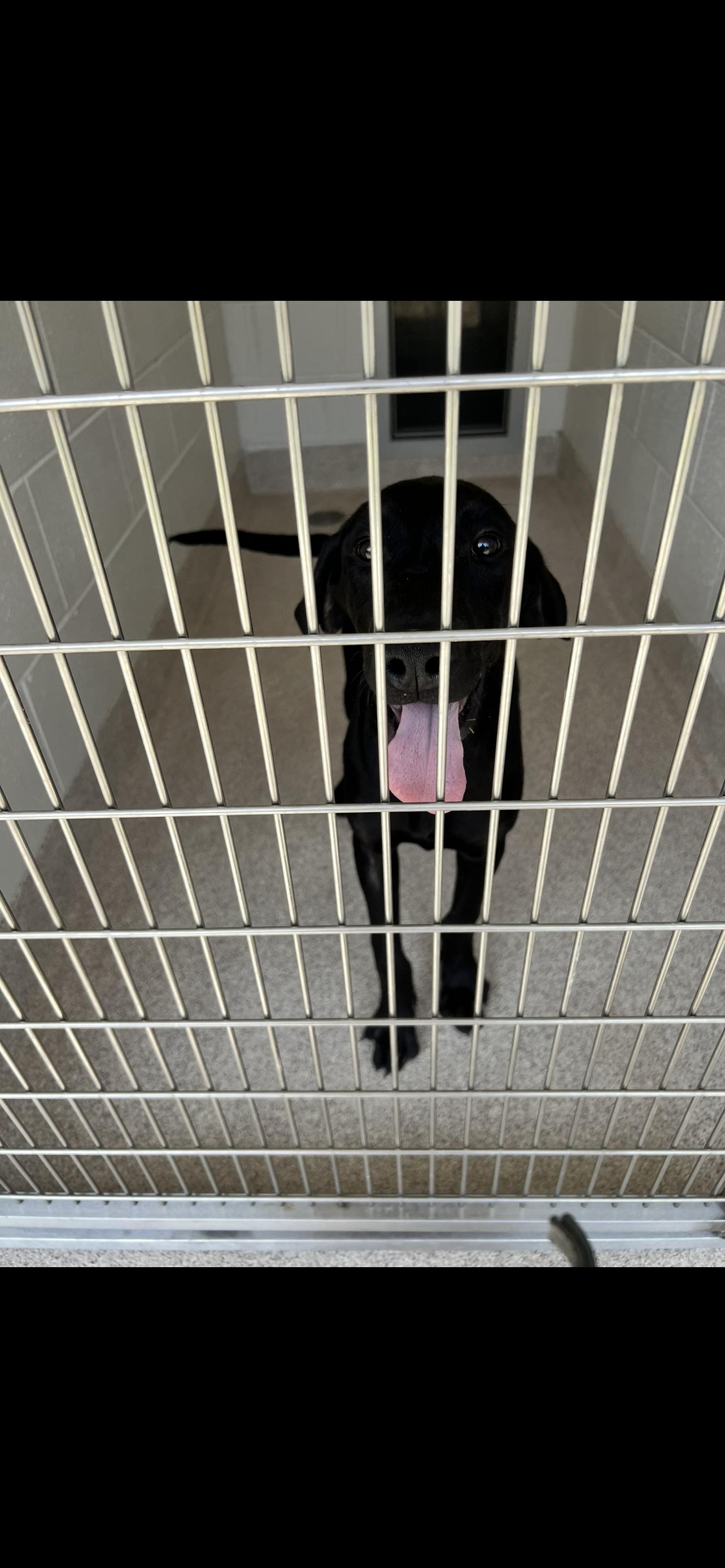 Gary, a Adoptable mixed breed in Horn Lake, MS image 5/6