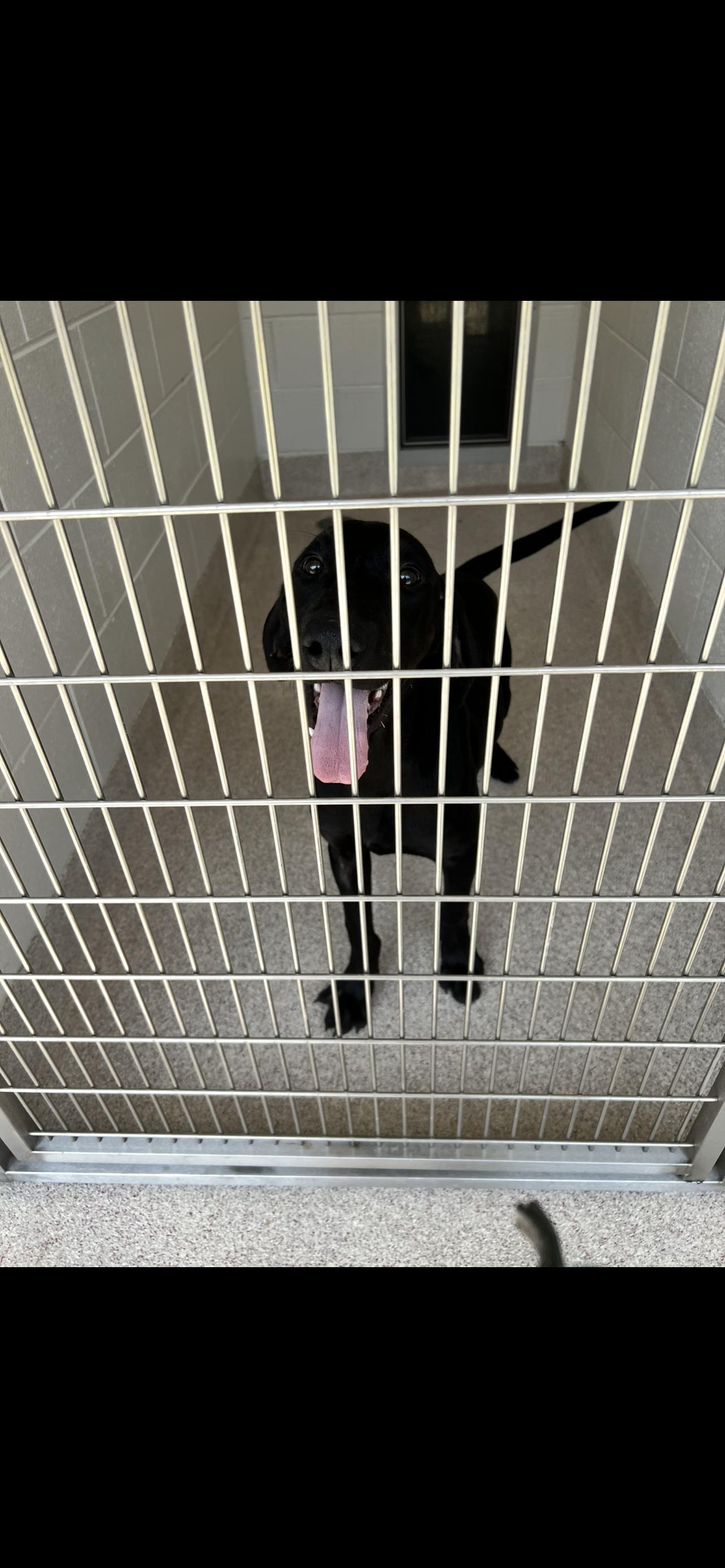 Gary, a Adoptable mixed breed in Horn Lake, MS image 4/6