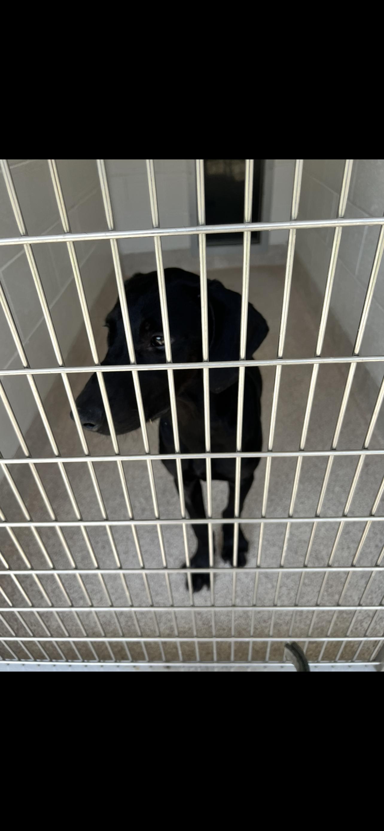 Gary, Adoptable, Young Male Black Labrador Retriever & Hound.