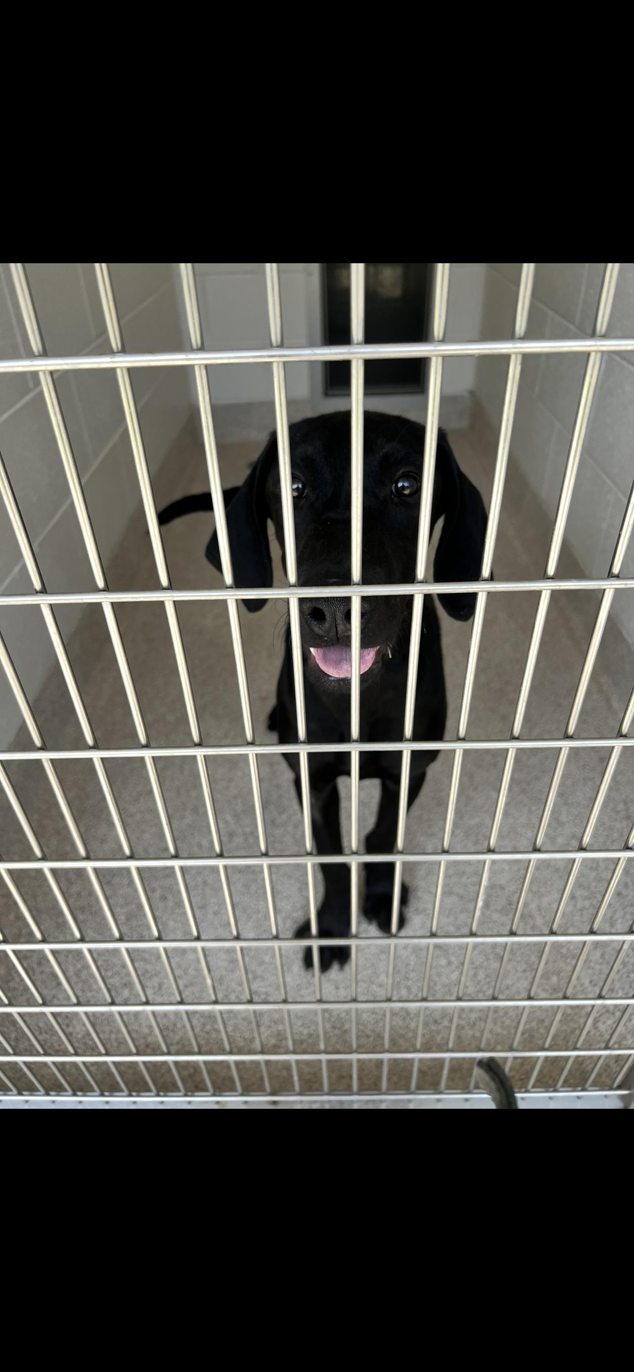 Gary, a Adoptable mixed breed in Horn Lake, MS image 3/6