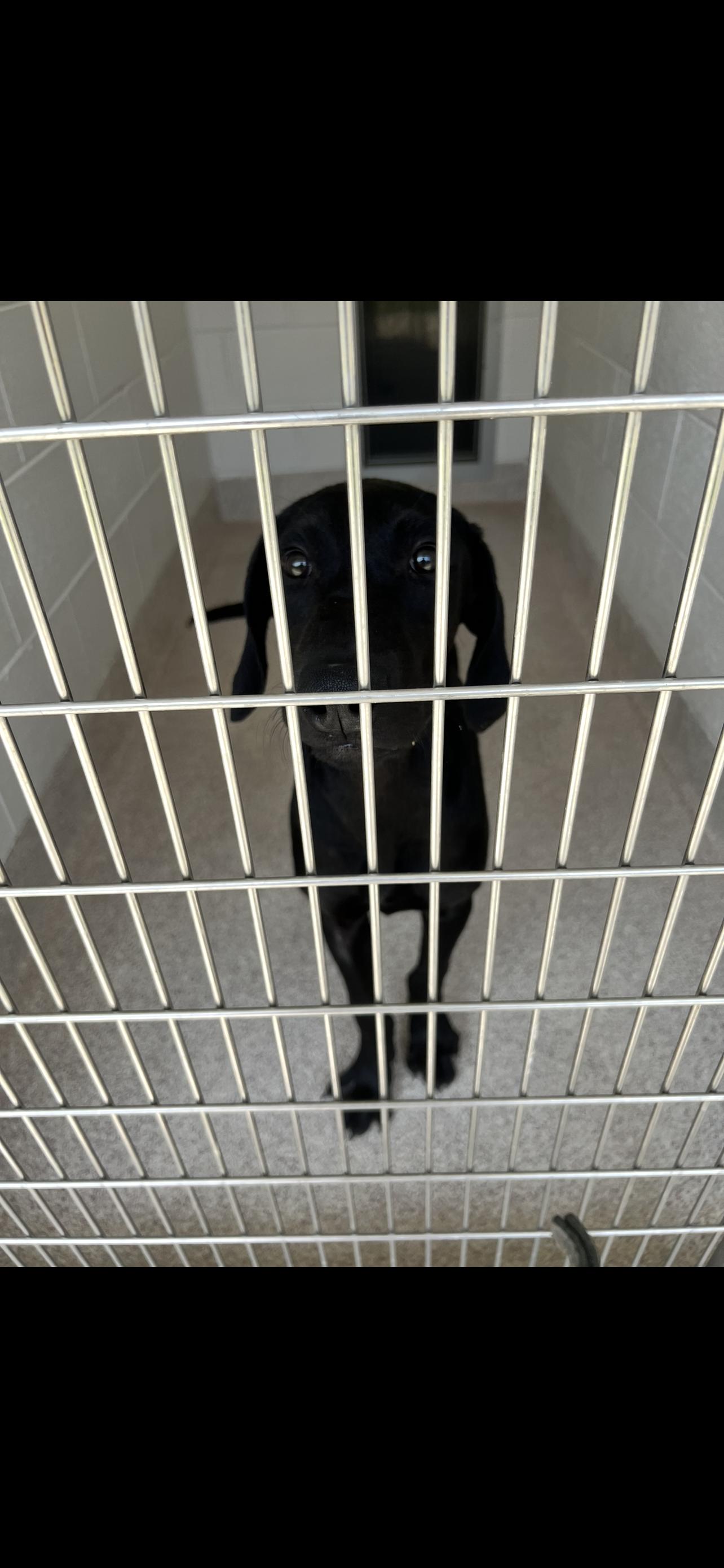 Gary, a Adoptable mixed breed in Horn Lake, MS image 2/6