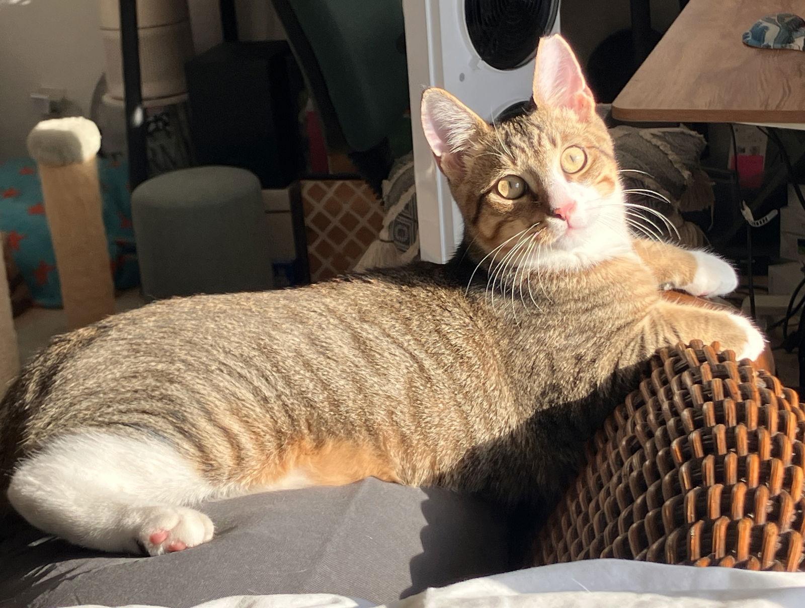 Makoa, Adoptable, Kitten Male Domestic Short Hair & Tabby.