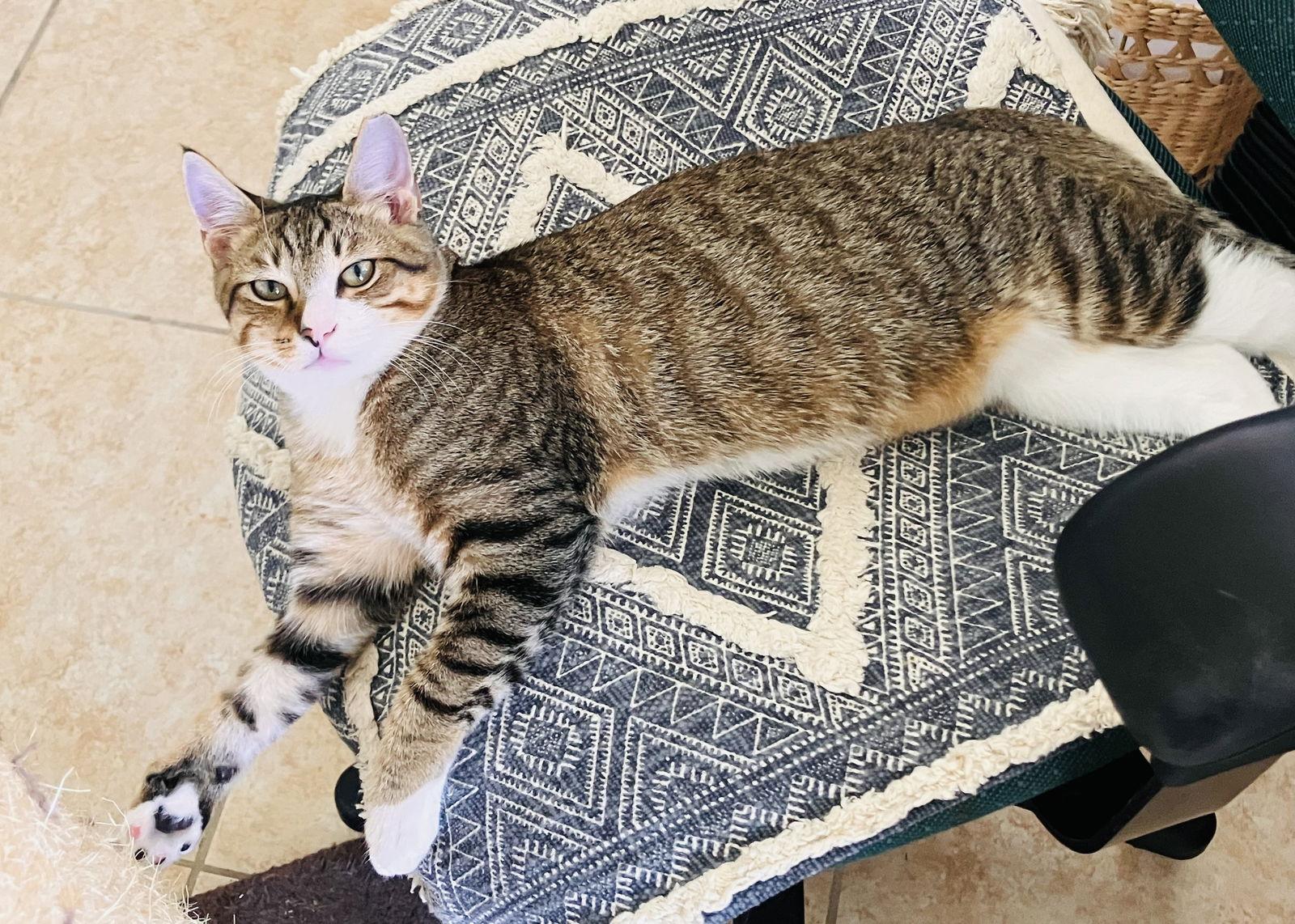 Makoa, a Adoptable mixed breed in Lighthouse Point, FL image 3/3