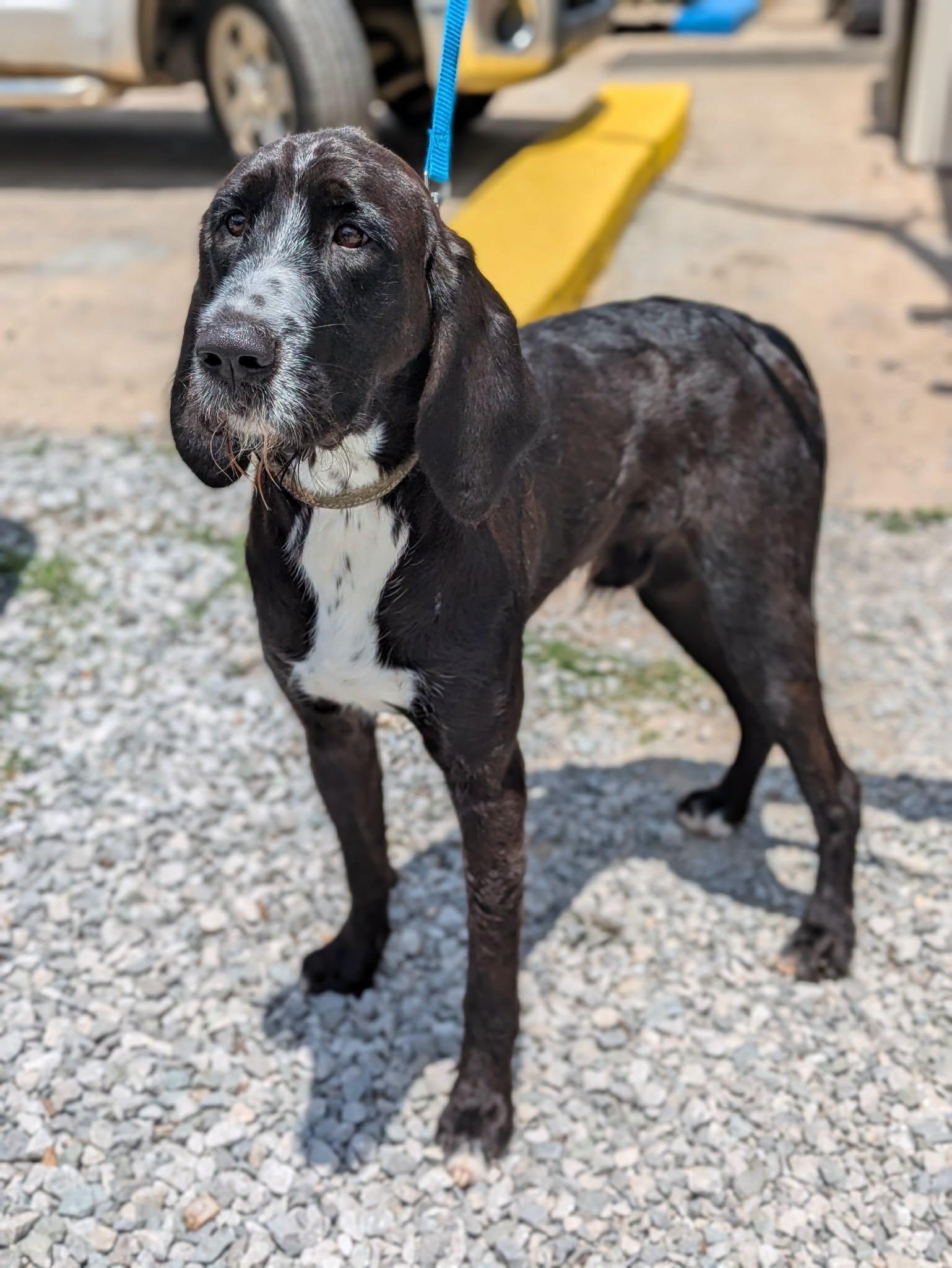 Forrest, a ADOPTABLE mixed breed in Huntsville, AL image 2/6