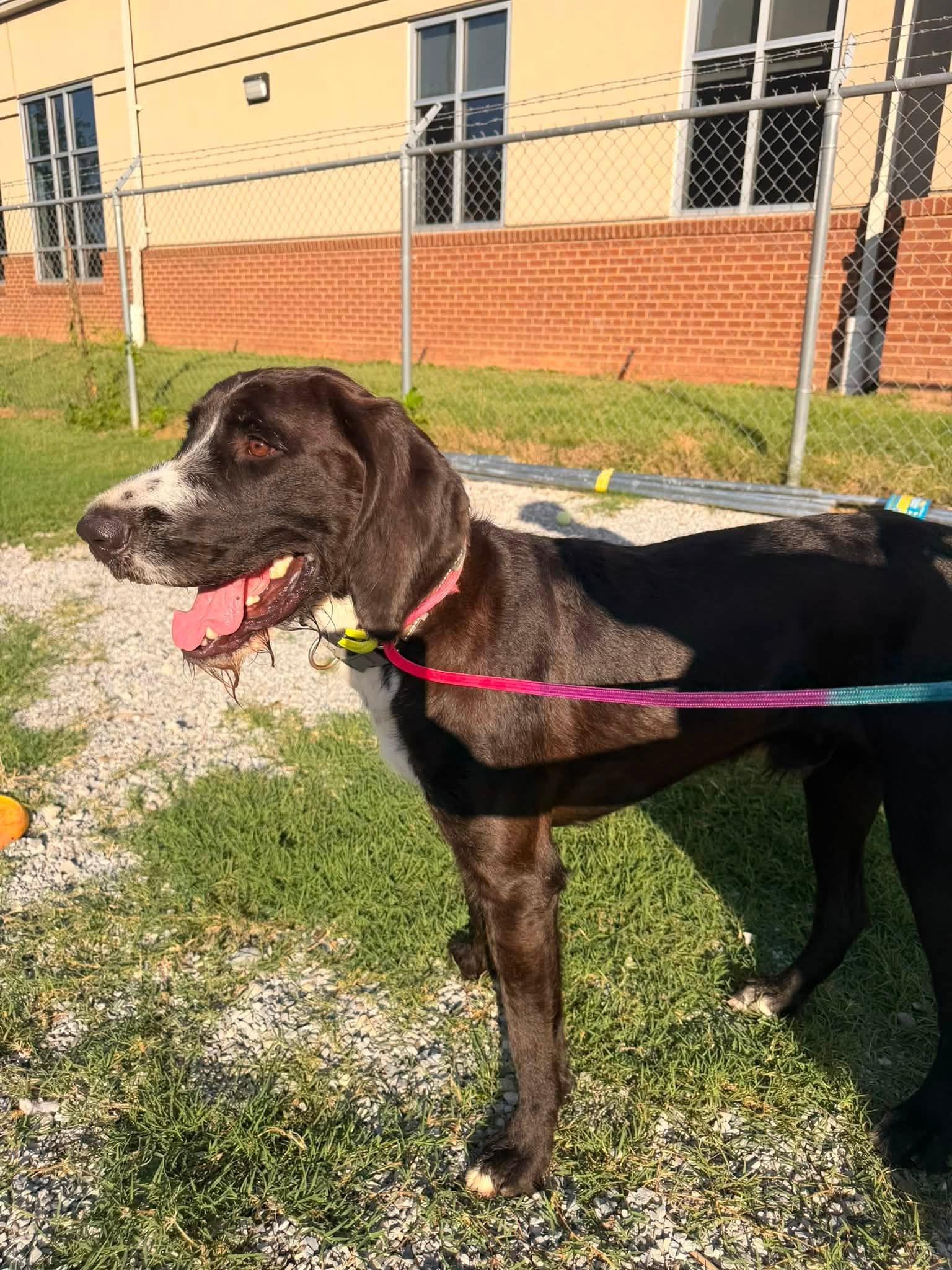 Forrest, a ADOPTABLE mixed breed in Huntsville, AL image 4/6