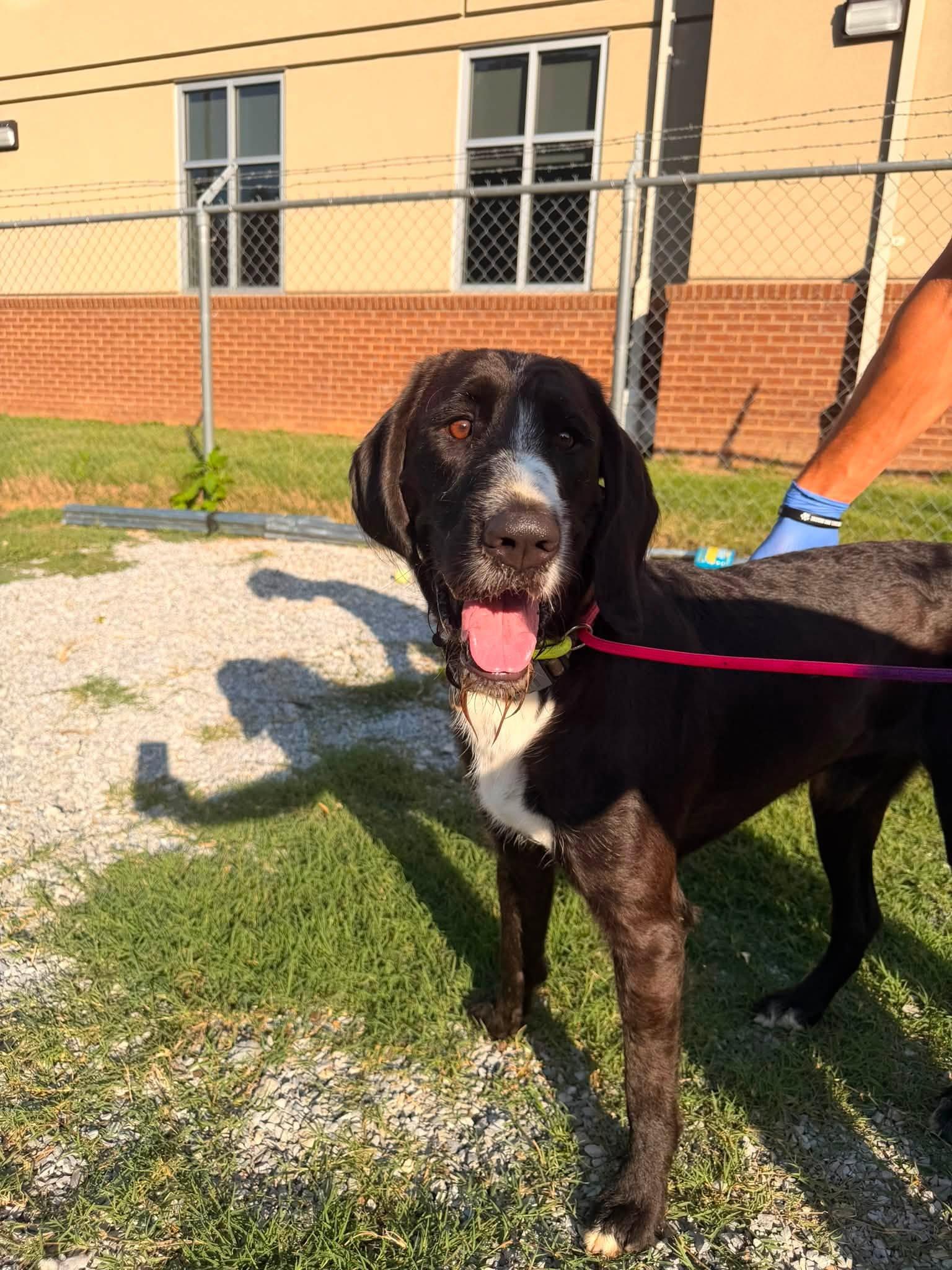Forrest, a ADOPTABLE mixed breed in Huntsville, AL image 5/6