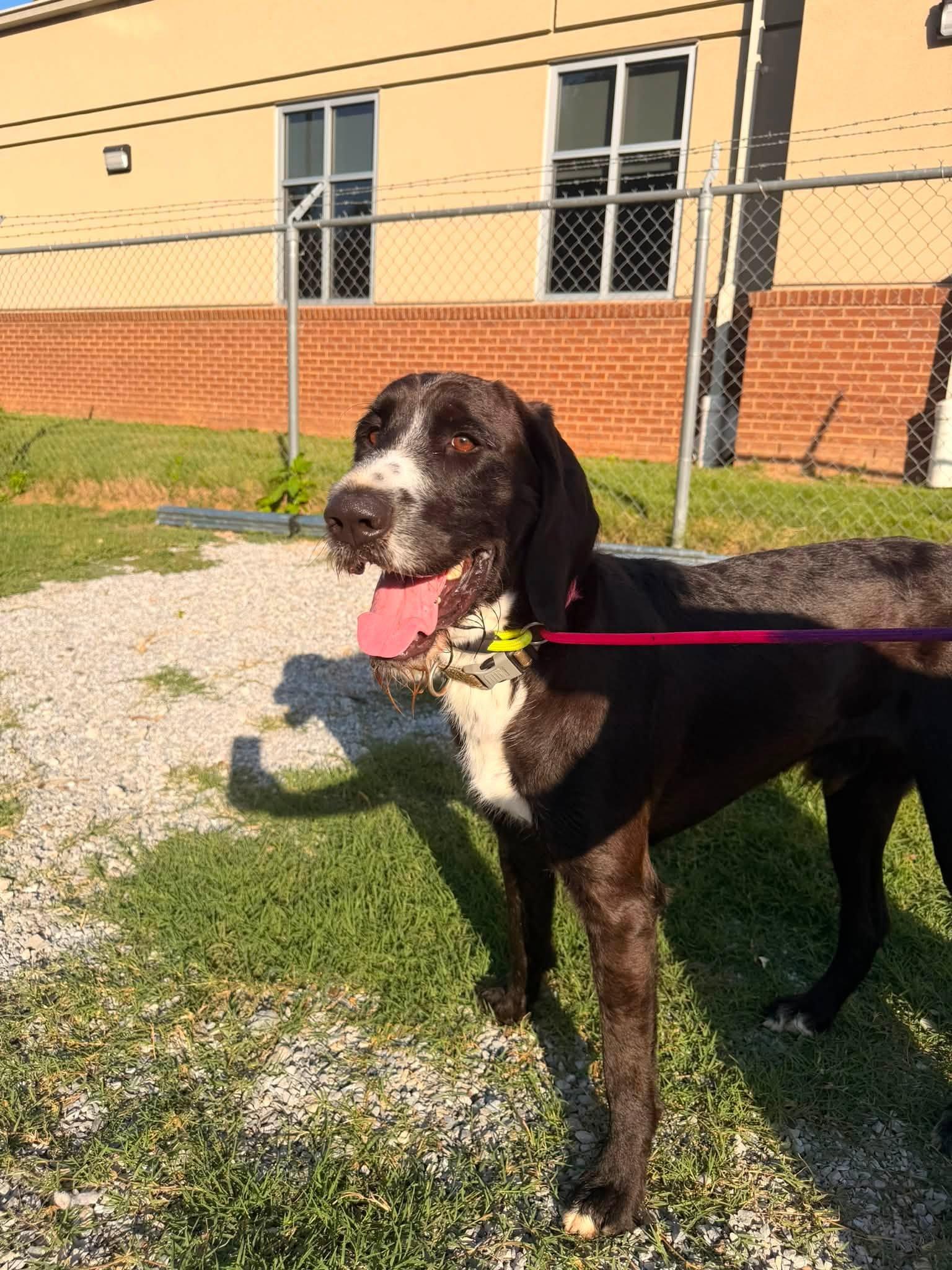 Forrest, a ADOPTABLE mixed breed in Huntsville, AL image 6/6