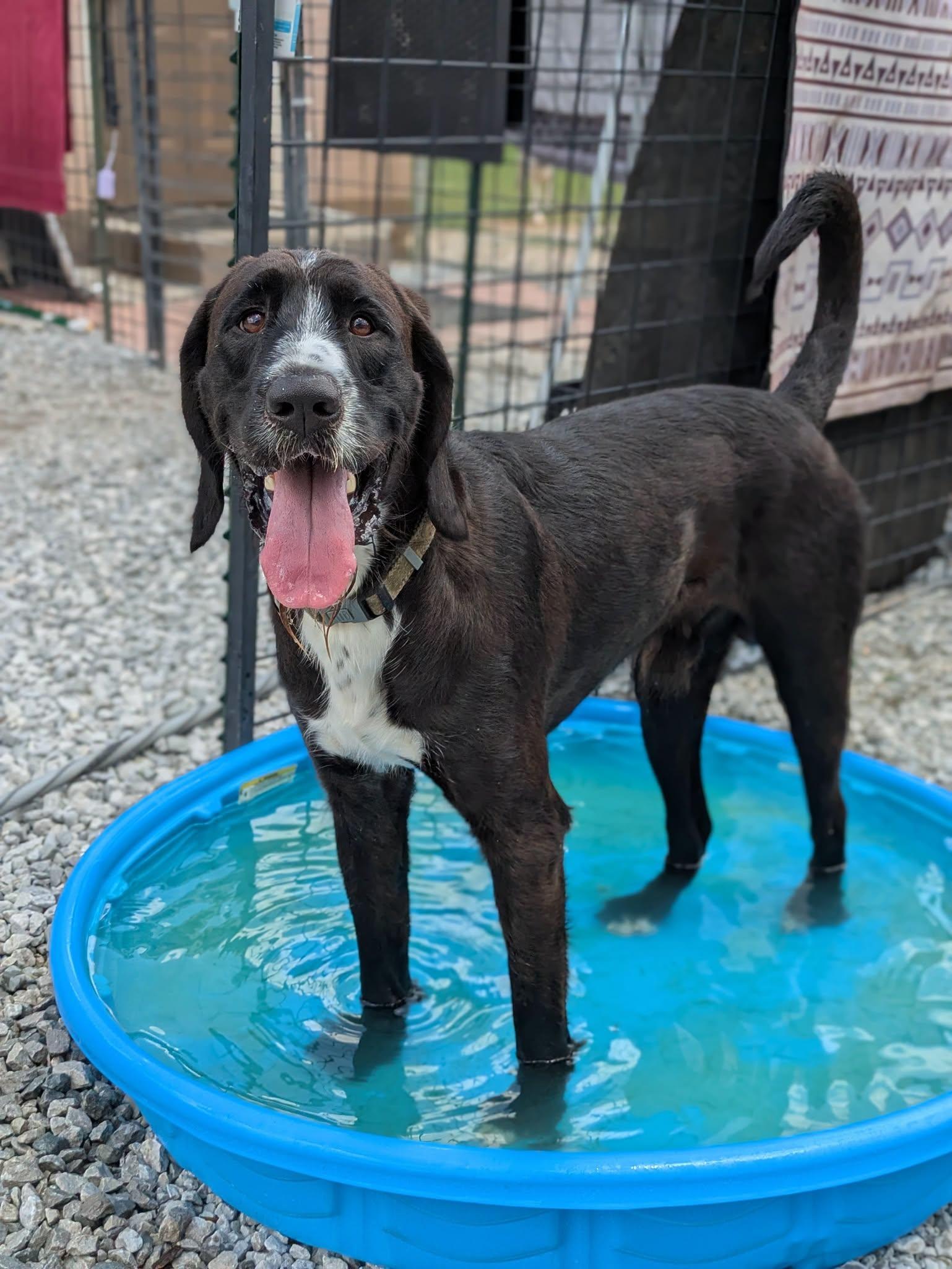 Forrest, a ADOPTABLE mixed breed in Huntsville, AL image 1/6