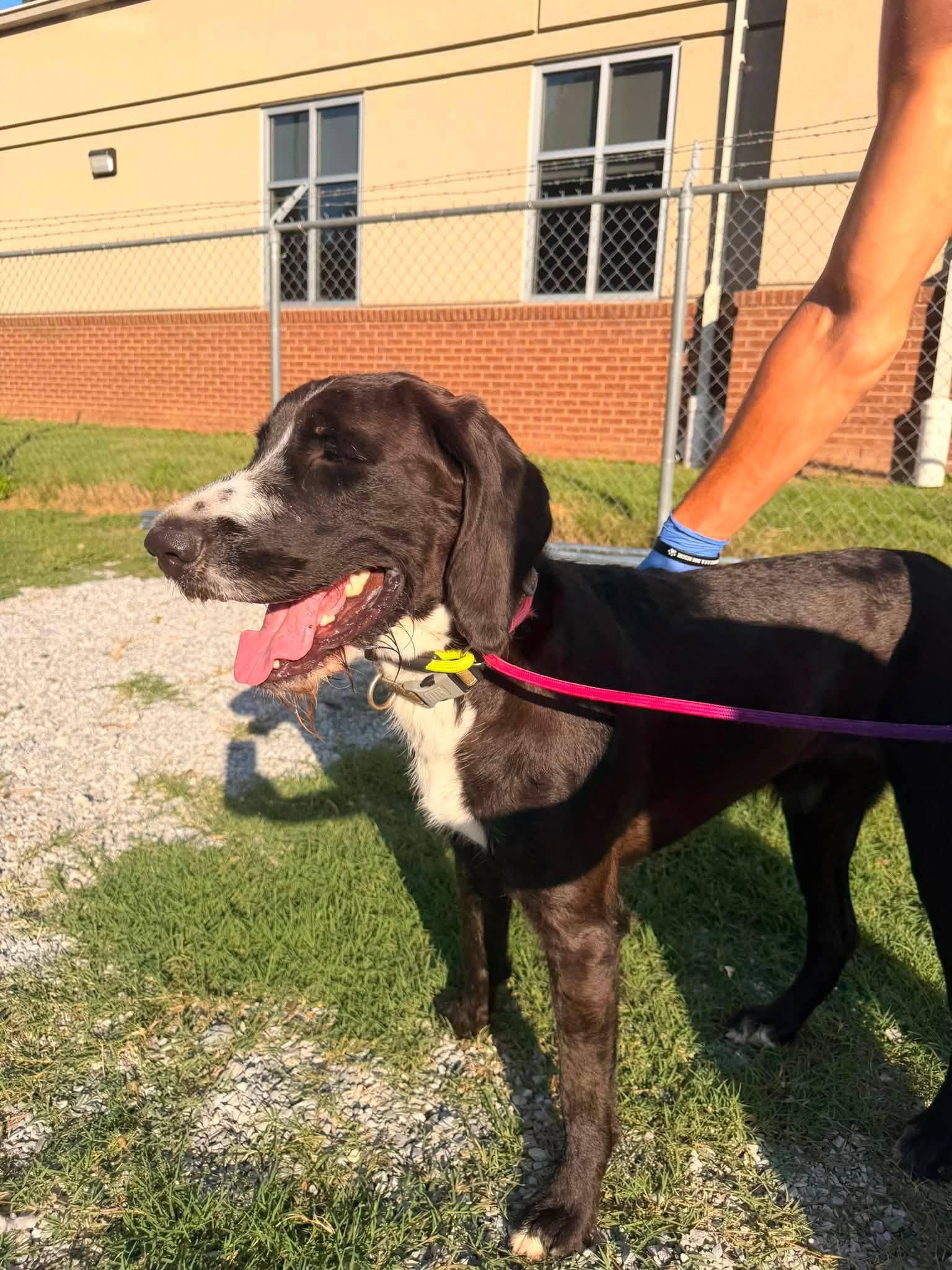 Forrest, a ADOPTABLE mixed breed in Huntsville, AL image 3/6